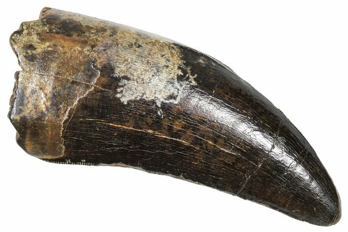 Tyrannosaur Tooth with Split Carina - Rare Pathology! #381206
